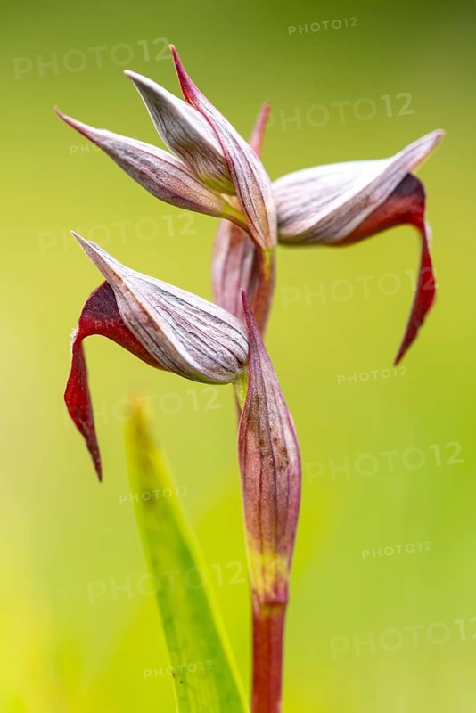 Close up image of the rare Serapias lingua orchid, showcasing its striking red and white petals against a soft green background