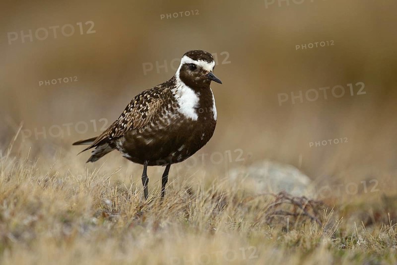 American Golden Plover (Pluvialis dominica), Manitoba, Canada