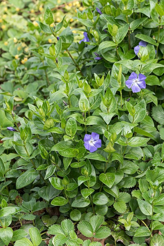 Bigleaf Periwinkle (Vinca major), Treptower Park, Germany