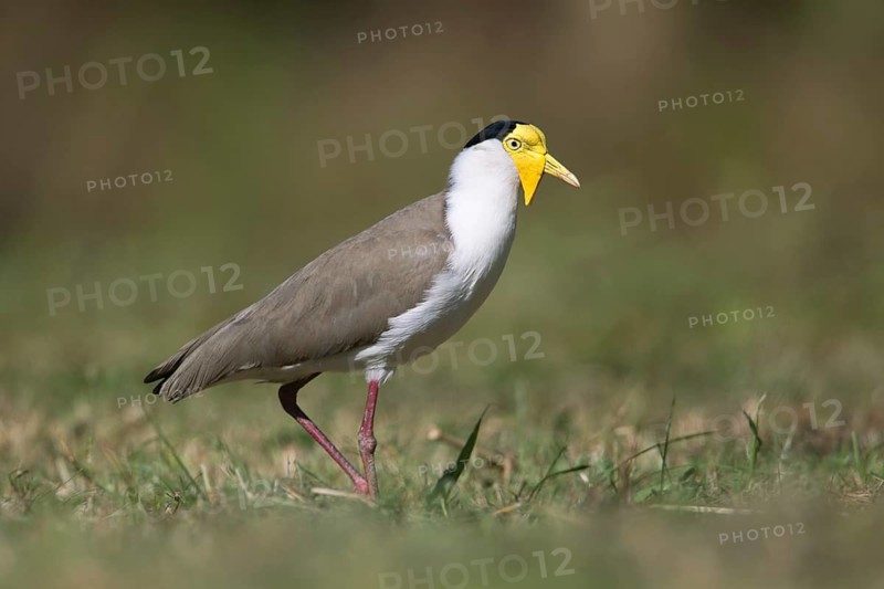 Masked Lapwing (Vanellus miles miles), Queensland, Australia