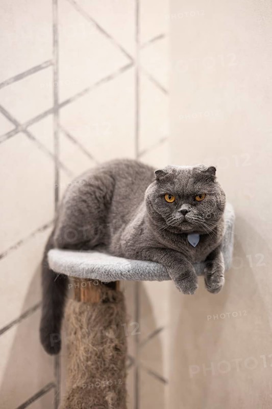A placid Scottish Fold cat with striking yellow eyes rests cozily on a fabric-covered perch, displaying its dense grey coat and calm demeanor, ideal for home settings