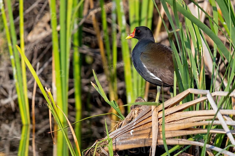 Moorhen, moorhen rail, (Gallinula chloropus), genus of moorhens, biotope, habitat, reeds, Lesvos, Greece