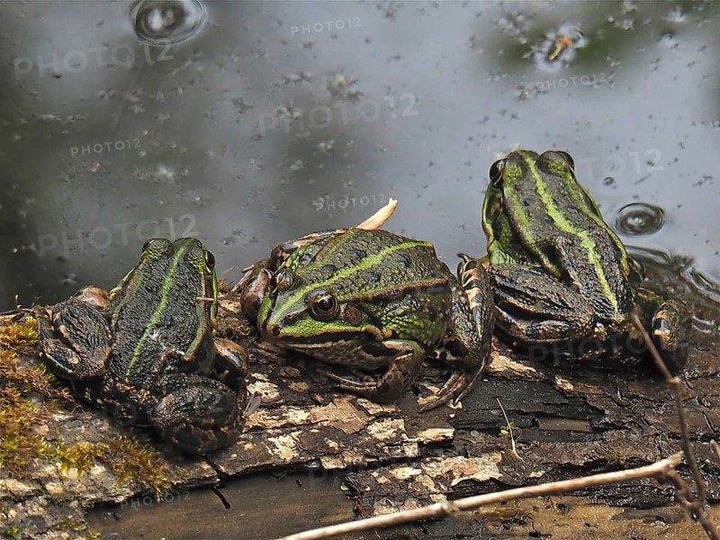 Pool frog (Pelophylax lessonae Rana lessonae)