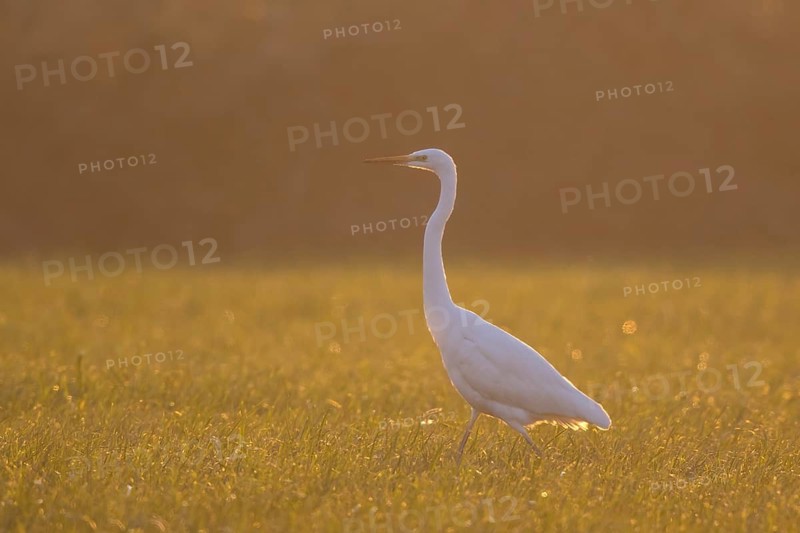 Great Egret (Ardea alba), North Rhine-Westphalia, Germany