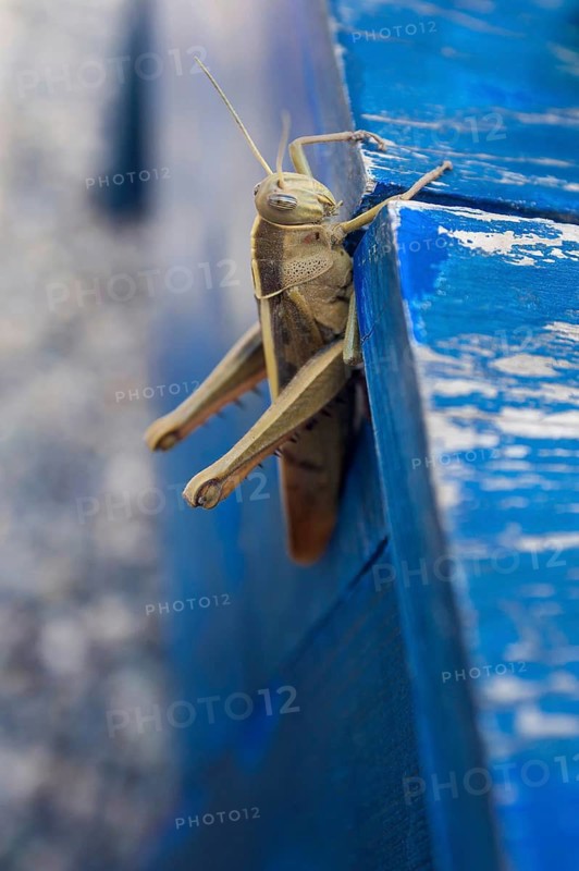 Moroccan locust (Dociostaurus maroccanus), locust, plague, food, nutrition, alternative, blue, flat, table, Morocco