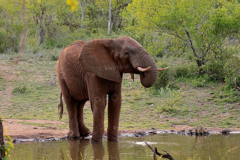 African elephant (Loxodonta africana), adult, male, bull, at the water, drinking, Kruger National Park, Kruger National Park, South Africa