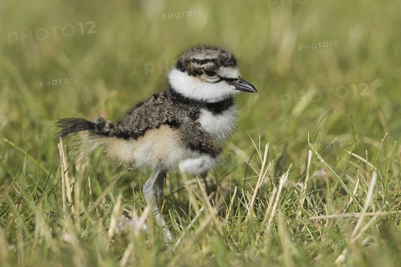 Killdeer (Charadrius vociferus) juvenile, British Columbia, Canada