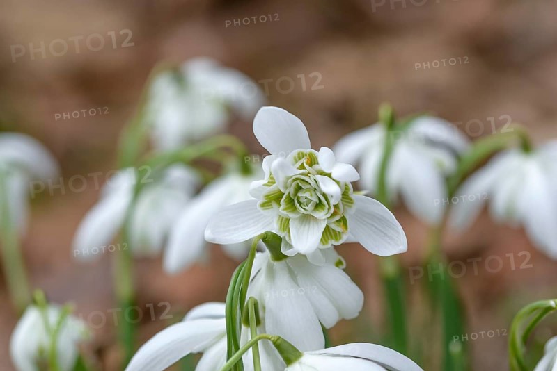 Double-flowered snowdrop (Galanthus nivalis 'Flore Pleno'),  Germany