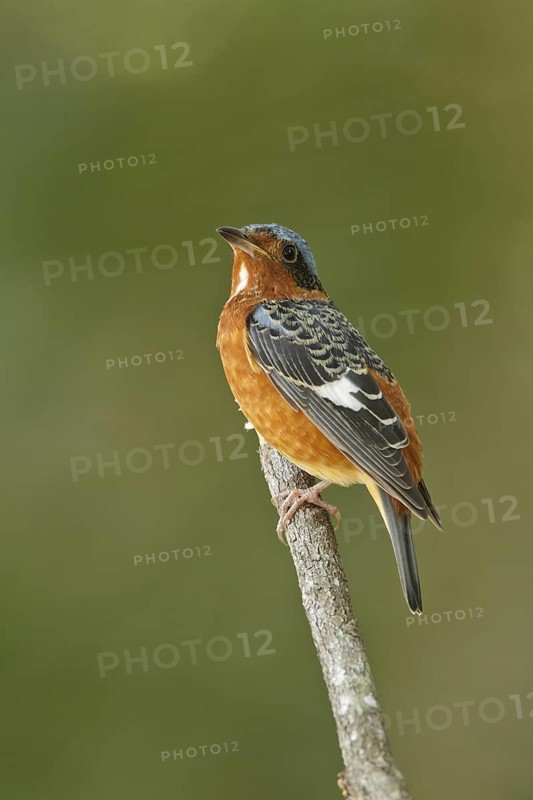 White-throated Rock Thrush (Monticola gularis), Bueng Boraphet, Thailand
