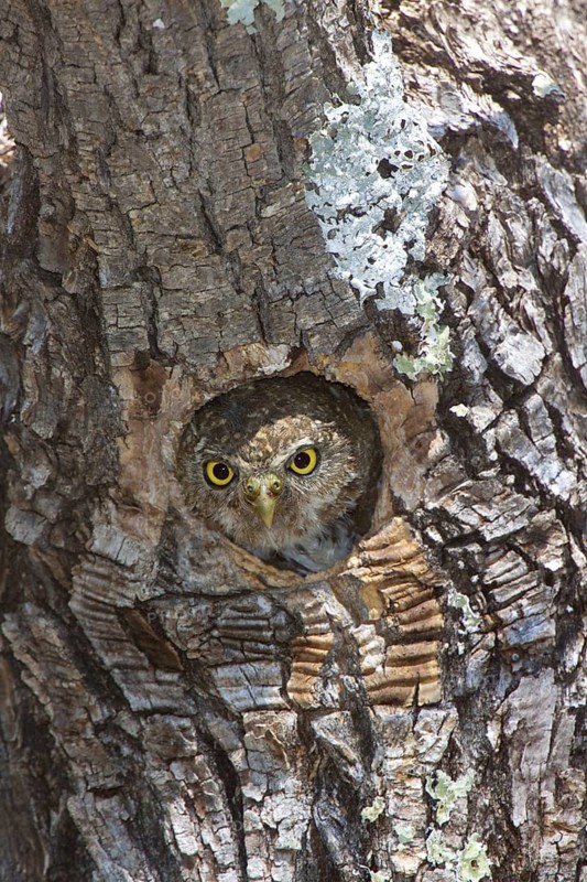 Mountain Pygmy Owl Glaucidium gnoma Huachuca Mountains, Cochise County, Arizona, United States 4 June Adult about to leave nest hole. Strigidae
