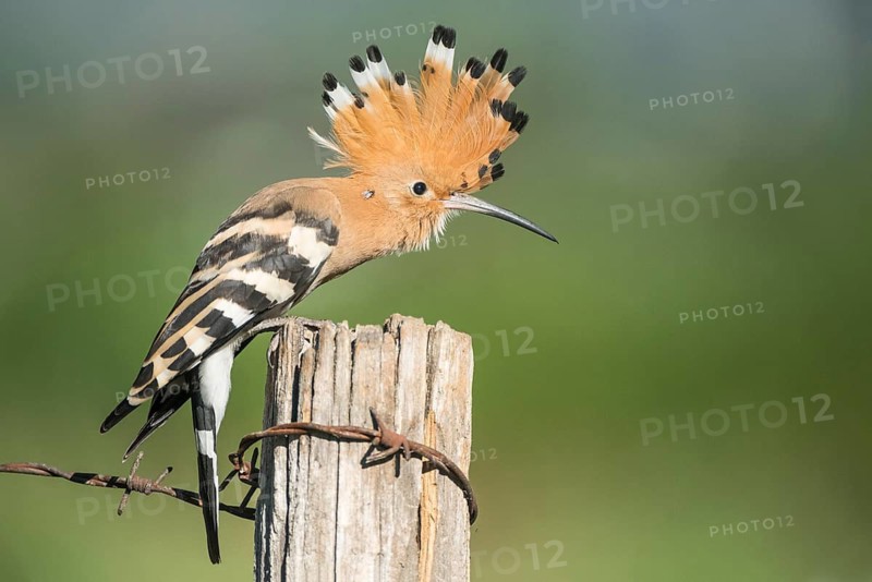 Eurasian Hoopoe (Upupa epops) perched on a post, Aosta Valley, Italy