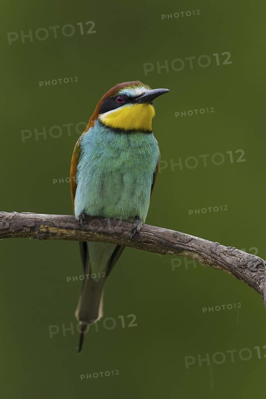 European Bee-eater (Merops apiaster), Hortobagy, Hungary