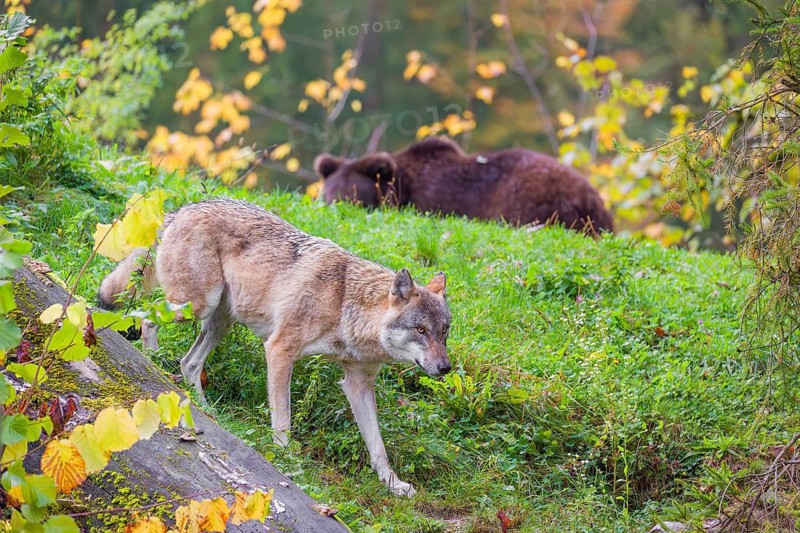 A eurasian gray wolf (Canis lupus lupus) meets an european brown bear (Ursus arctos arctos)