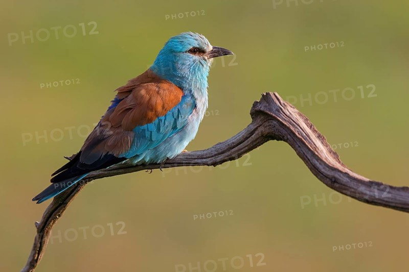 European roller (Coracias garrulus), on perch, Tower Hide, Tiszaalp-r, Kiskuns-gi National Park, B-cs-Kiskun, Hungary