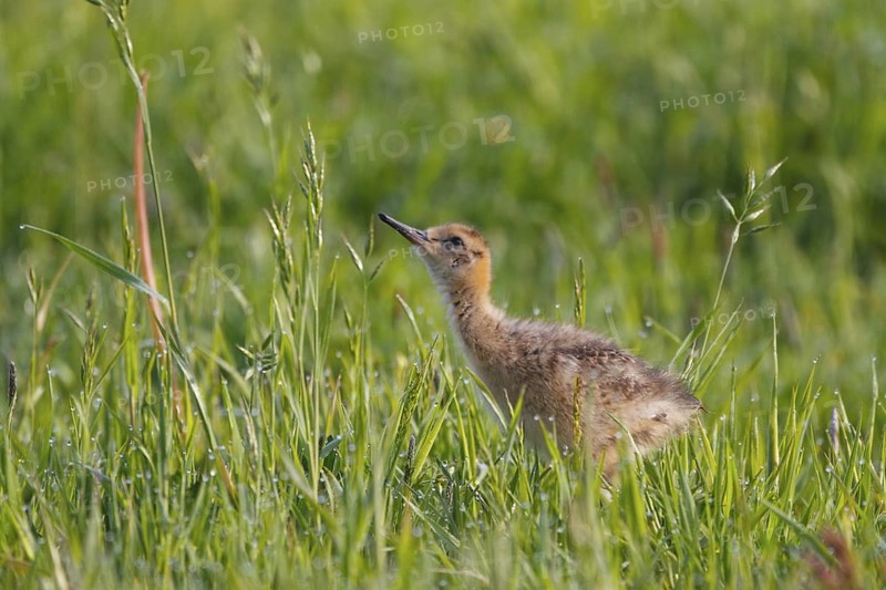 Black-tailed Godwit (Limosa limosa) juvenile, Netherlands