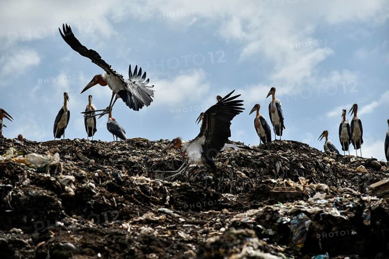 Greater Adjutant Stork (Leptoptilos dubius) at a largest disposal site. The greater adjutant stork is one of the most endangered bird species widely distributed in the plains of the Brahmaputra valley of Assam