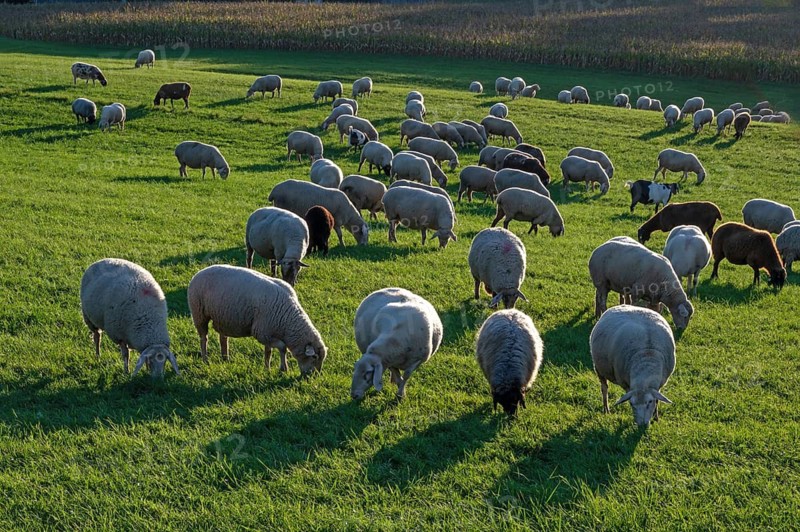 Flock of sheep (Ovis gmelini aries) grazing in a meadow, Tauchersreuth, Middle Franconia, Bavaria, Germany