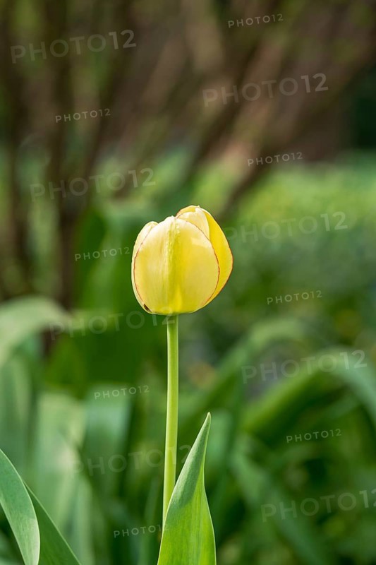 A beautiful yellow tulip stands tall amid lush green foliage, bathed in sunlight. The bright petals contrast with the verdant background, embodying nature's elegance