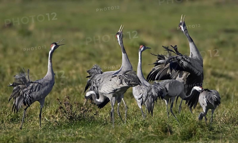 Common Crane (Grus grus), Mecklenburg-Western Pomerania, Germany