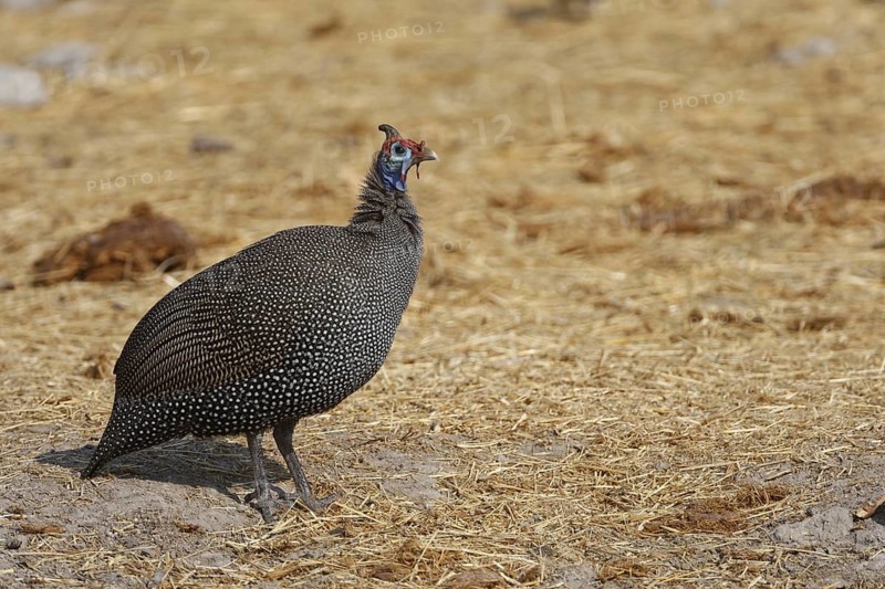 Helmeted Guineafowl (Numida meleagris), Oshikoto, Namibia