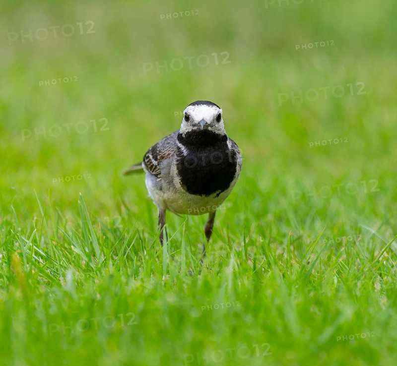 White wagtail (Motacilla alba) foraging on a lawn in a garden, Lower Saxony, Germany
