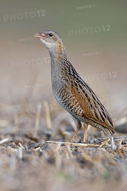 Corn Crake (Crex crex), Saxony-Anhalt, Germany