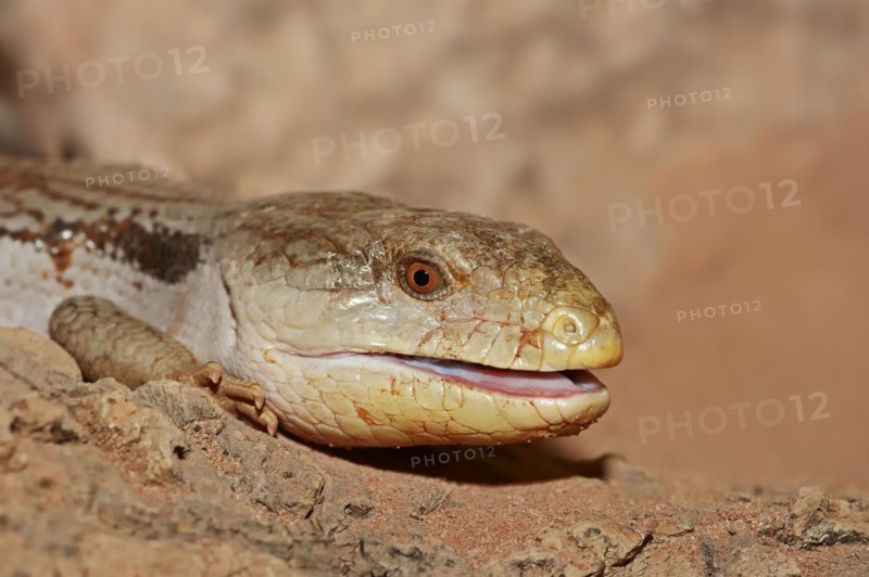 Common blue-tongued skink (Tiliqua scincoides), captive, occurring in Australia