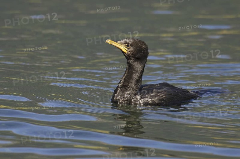 Little Pied Cormorant (Microcarbo melanoleucos), New Zealand
