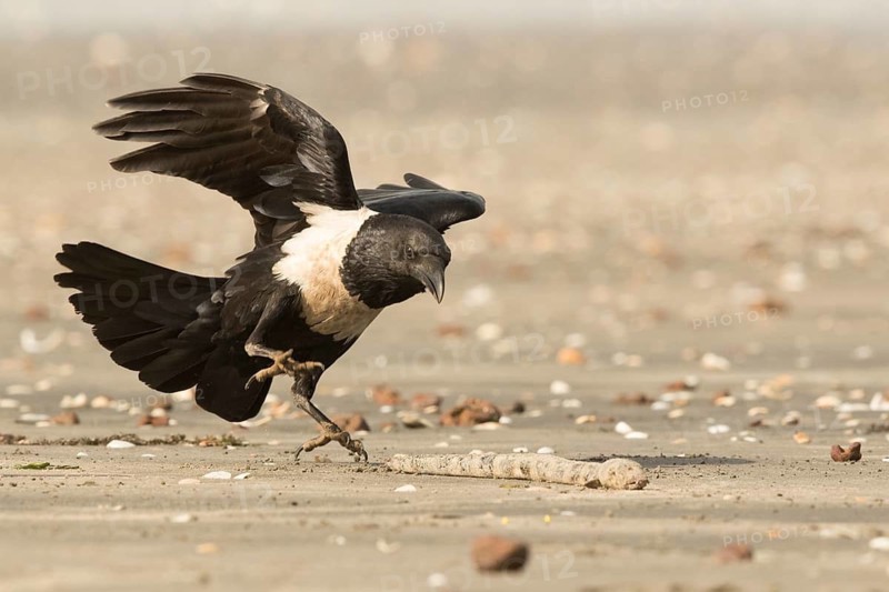 Pied Crow (Corvus albus) with snake eel, Gambia