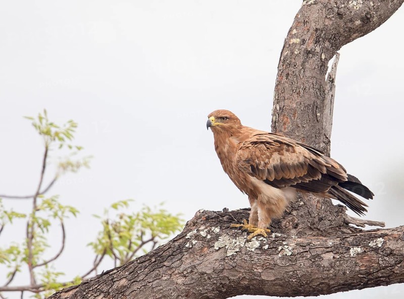 Tawny Eagle (Aquila rapax), South Africa