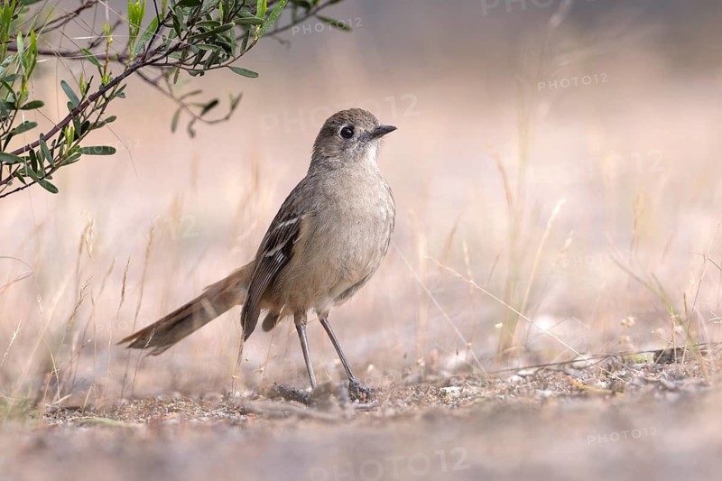 Southern Scrub Robin (Drymodes brunneopygia) perched on the ground, Victoria, Australia