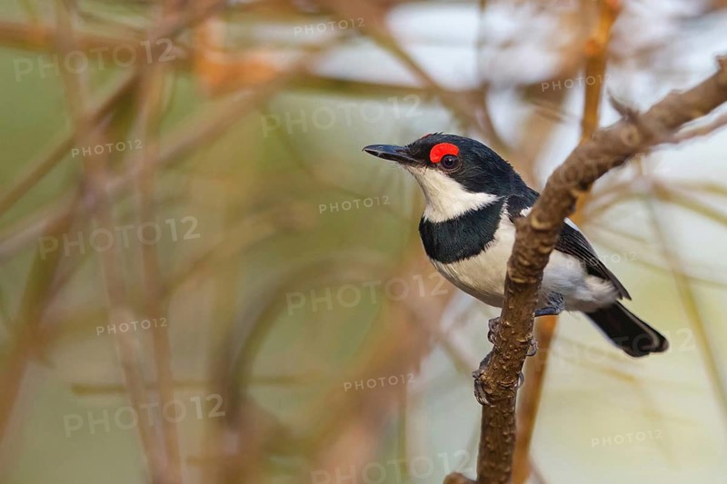 Band-tailed Flycatcher, Lappet Flycatcher, Brown-throated Flycatcher, (Platysteira cyanea), Africa, Sita Joyeh Baobab island, Farasutu, South Bank, Gambia