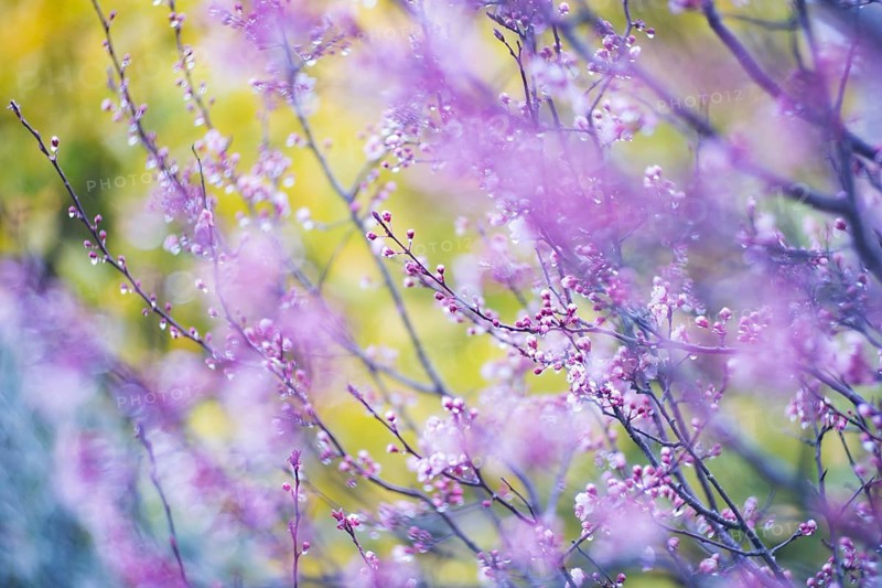 A close-up photo showcasing the delicate beauty of pink cherry blossoms frozen buds against a blurred yellow and green background, highlighting the vibrant springtime bloom