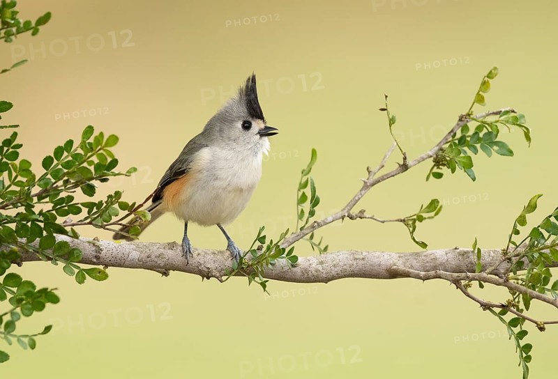 Black-crested Titmouse (Baeolophus atricristatus) perched on a branch, Texas, USA