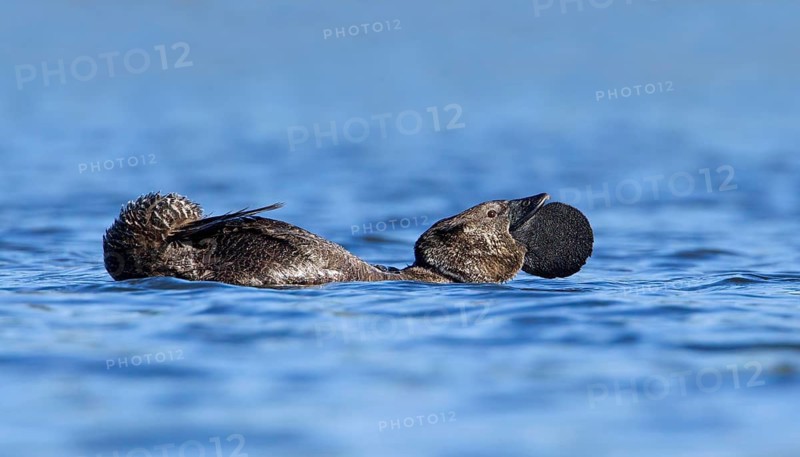 Musk Duck (Biziura lobata) male mating, Victoria, Australia