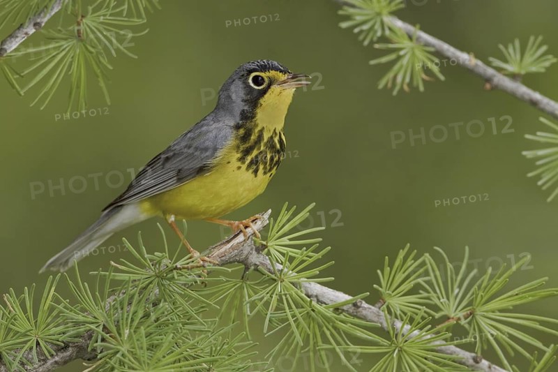 Canada Warbler (Cardellina canadensis), Ontario, Canada