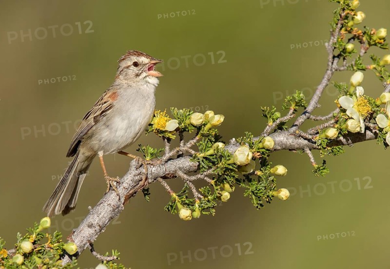 Rufous-winged Sparrow (Peucaea carpalis) singing, Arizona, USA
