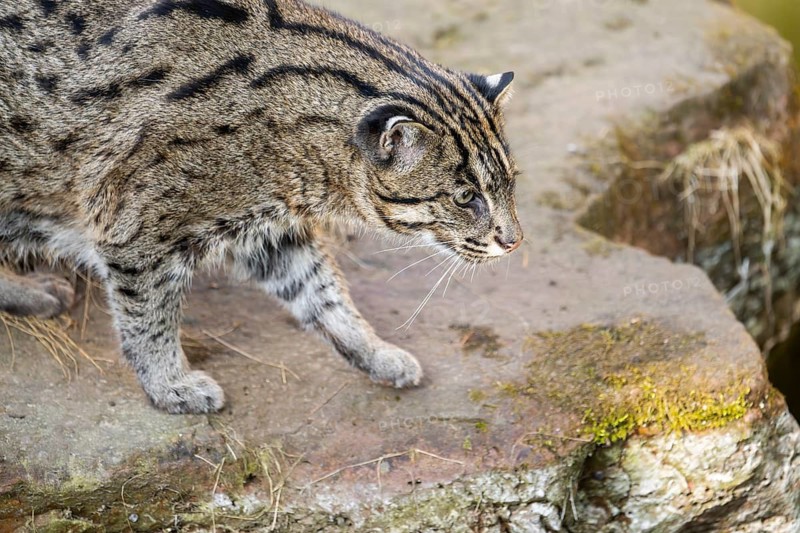 Fishing cat (Prionailurus viverrinus) at the shore of a lake on a sunny day, captive, Germany
