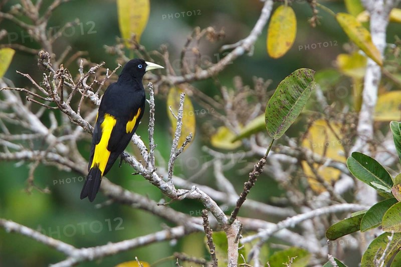 Yellow-rumped Cacique (Cacicus cela) perched on a branch in Ecuador, South America