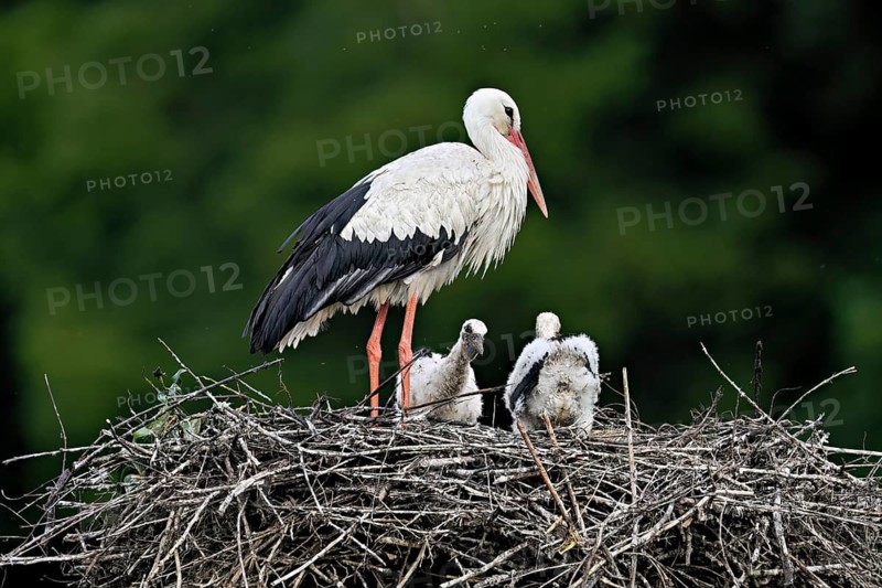 White stork (Ciconia ciconia), adult with two chicks standing on eyrie, Canton Aargau, Switzerland