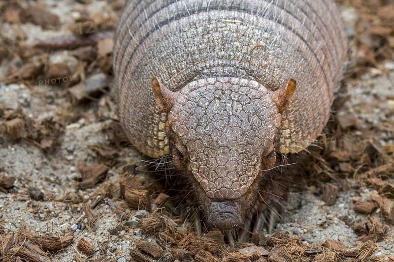 Screaming hairy armadillo (Chaetophractus vellerosus), small screaming armadillo, burrowing armadillo native to South America