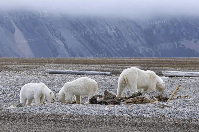 Scavenging polar bears (Ursus maritimus) mother with two cubs feeding on carcass of stranded dead whale along the Svalbard coast, Spitsbergen, Norway