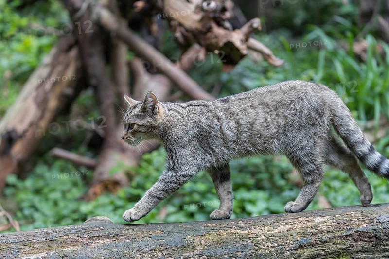 One young european wildcat, Felis silvestris silvestris, walking over a log with green vegetation in the background