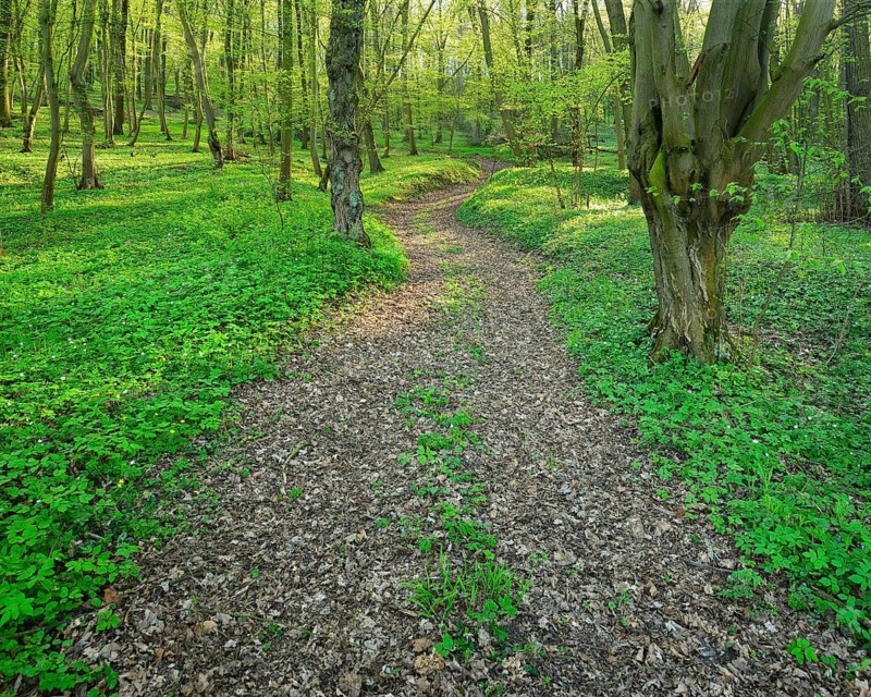Hiking trail through sunny deciduous forest in spring, wood anemones cover the ground, near Laucha, Saxony-Anhalt, Germany