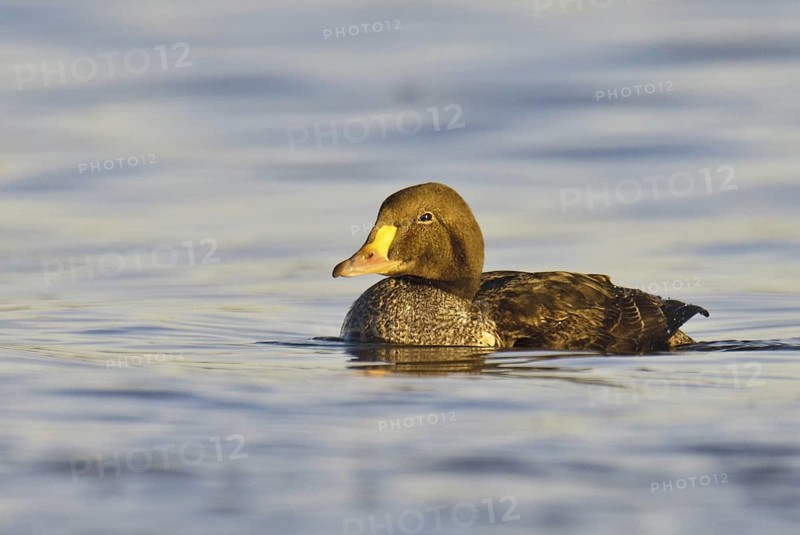 King Eider (Somateria spectabilis) juvenile, California, USA