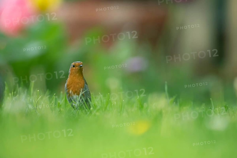 European robin (Erithacus rubecula) adult garden bird on grass lawn, Suffolk, England, United Kingdom