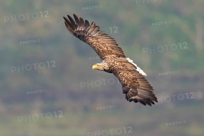 White-tailed Eagle (Haliaeetus albicilla) flying, Finnmark, Norway