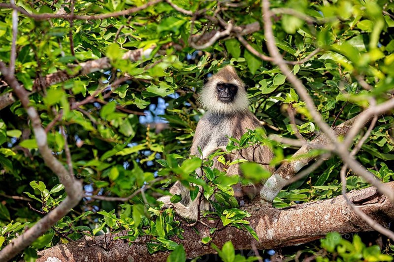 A langur sits in the green foliage of a tree and observes the surroundings, Hanuman langur near Sigiriya in Sri Lanka (Semnopithecus priam thersites)