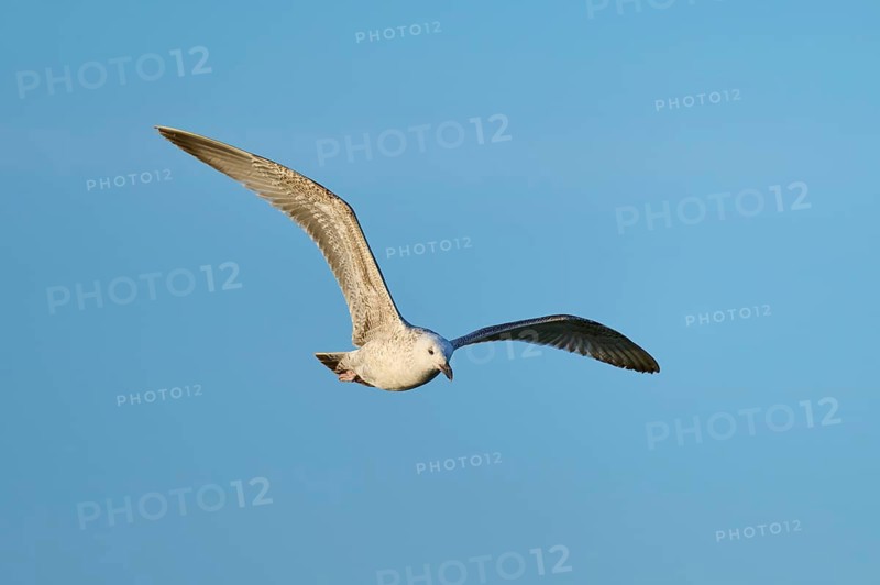 Seagull in flight in dynamic pose in front of a clear blue sky, Mediterranean gull (Larus michahellis), juvenile plumage, spring, bird island, Altmühlsee, Muhr am See, Gunzenhausen, Franconian Lake District, Bavaria, Germany