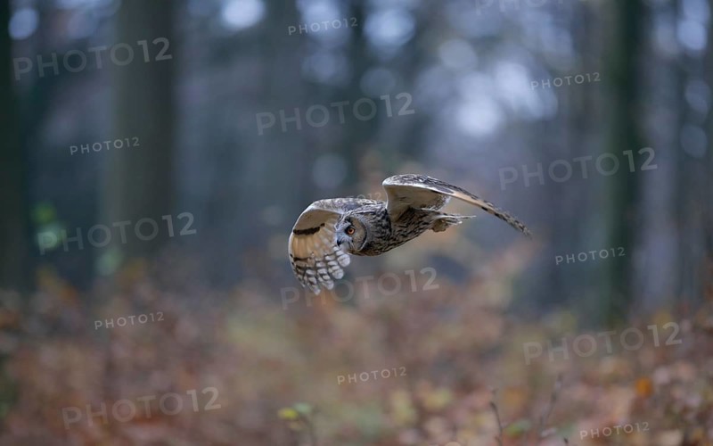 Waldohreule, lat. Asio otus, im Flug von der Seite über herbstfarbenen Jungbuchen